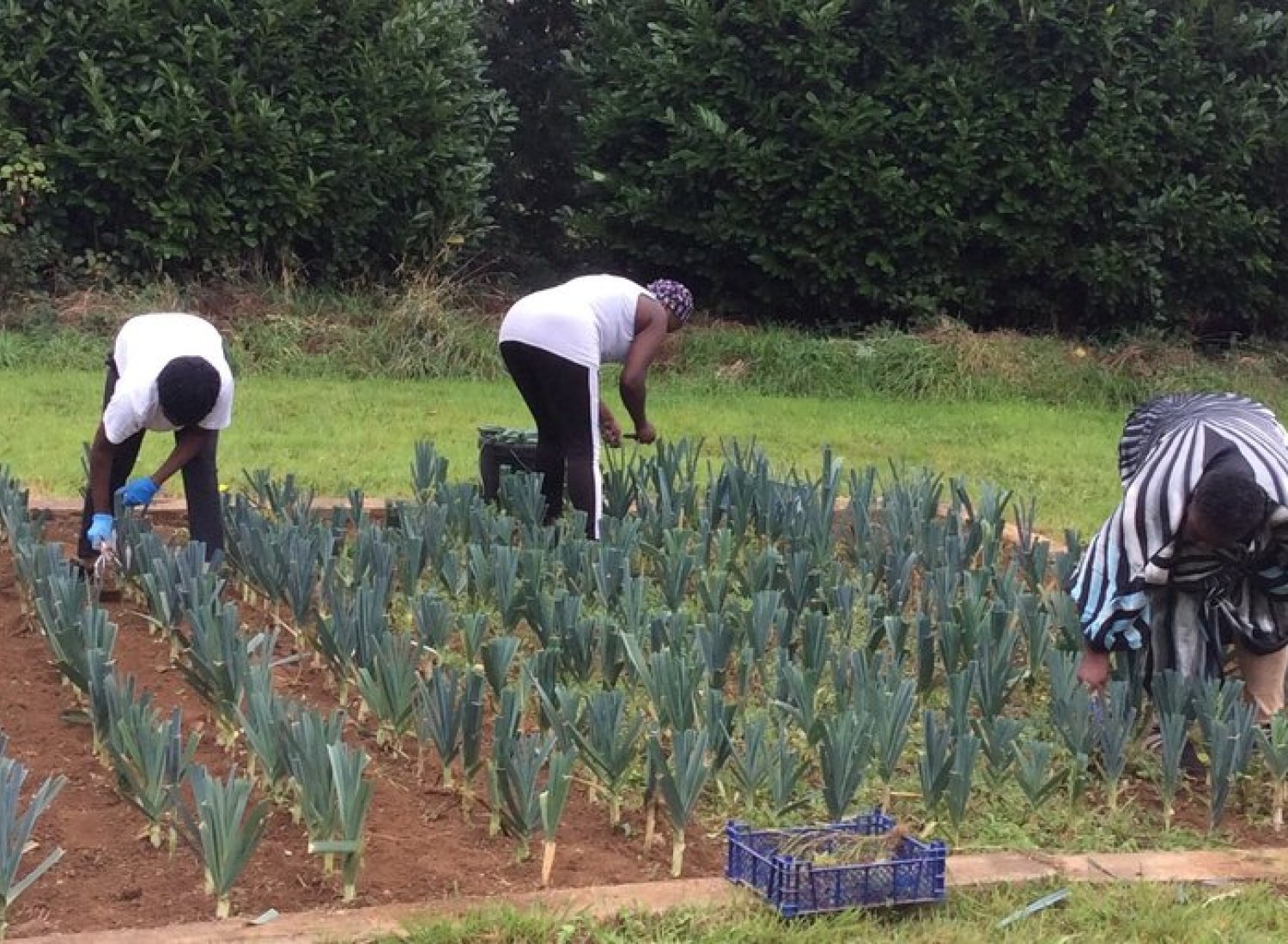 Brest ville : Le jardin solidaire se développe